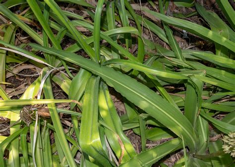 Eucomis autumnalis - Изображение особи - Плантариум