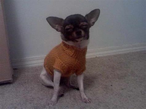 Chihuahua Sweater Knitting Pattern