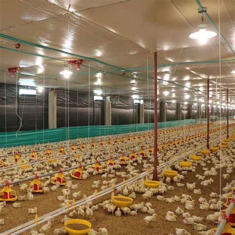 Modern And Advanced Automatic Poultry Equipment For Broiler Chickens