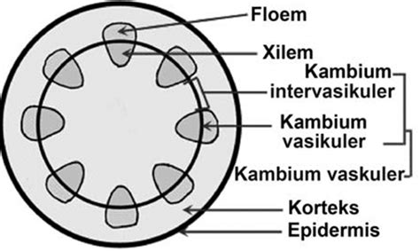 Gambar Xilem Dan Floem Beserta Penjelasannya - 53+ Koleksi Gambar