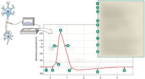 The Action Potential Diagram Quizlet