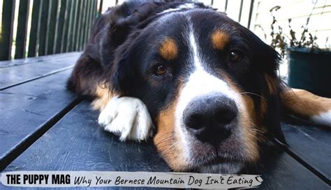 bernese mountain dog wont eat       puppy mag