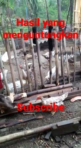 Ternak Bebek Belakang Rumah Hasil Nya Menggiurkan Youtube