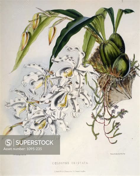 Coelogyne Cristata By Samuel Jennings From Orchids And How To Grow