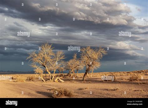 trees in a nature of western Mongolia Stock Photo - Alamy