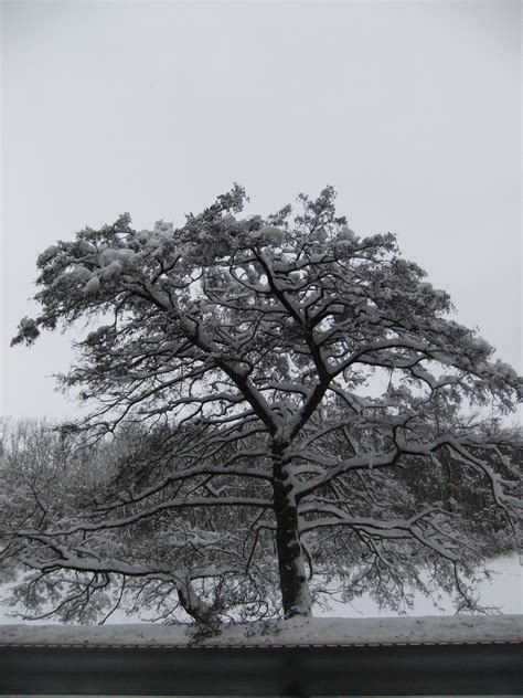 Banco de imagens árvore ramo neve inverno Preto e branco plantar