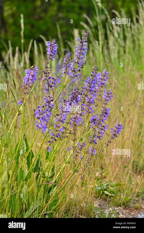 Wilder muskatellersalbei Fotos und Bildmaterial in hoher Auflösung