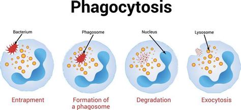 Phagocytosis Vector Art Icons And Graphics For Free Download