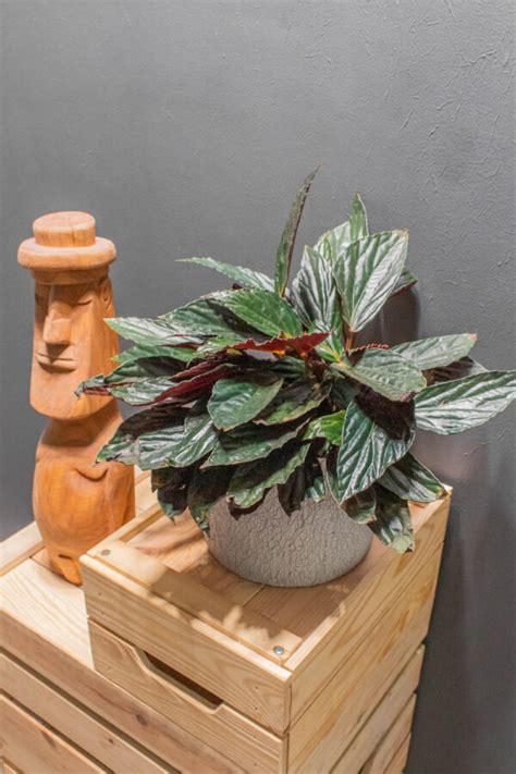 Begonia Hatacoa Moai Jungle T Bb Mint Gondoln D