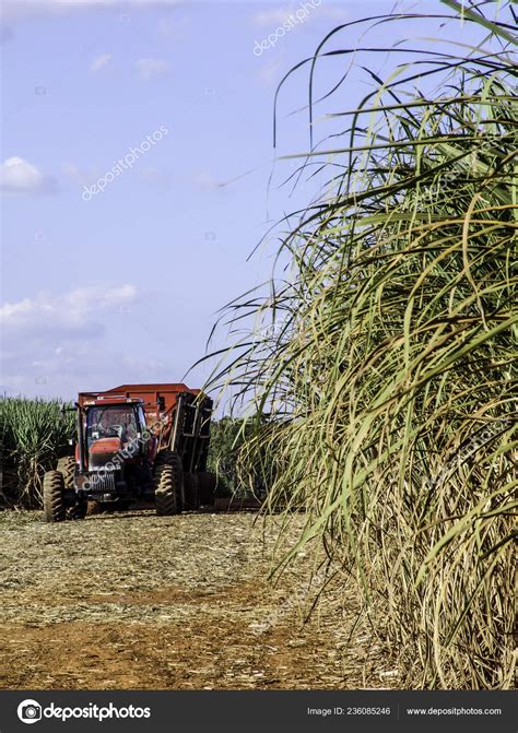 Sugar Cane Harvesting Brazil — Stock Editorial Photo © alfribeiro ...