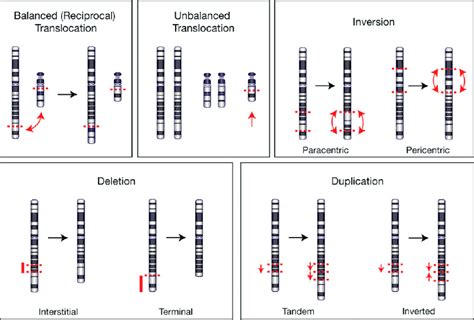 Chromosome Rearrangement