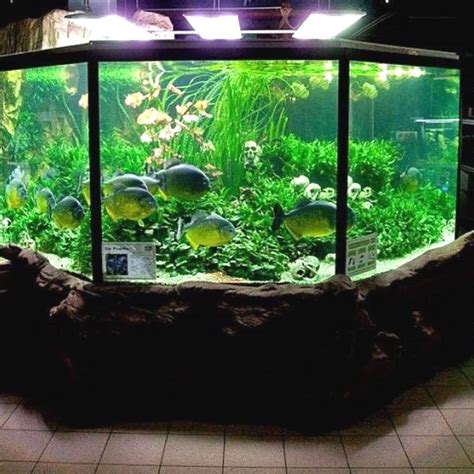 Best Aquascaping Design Ideas To Decor Your Aquarium Tips Inside