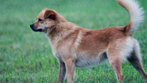 中华田园犬犬科犬属动物搜狗百科