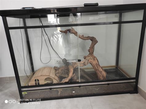 Boa Constrictor Imperator Snow Avec Terrarium Et A Uncompagnon Fr