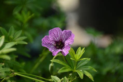 Ballerina Geranium • Kiwi Nurseries Ltd