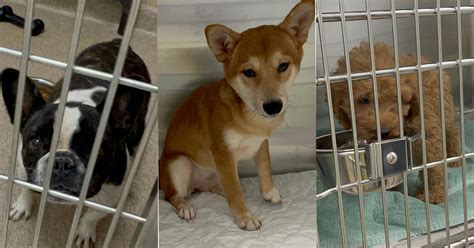 Frenchies, doodles and more specialty breed dogs going up for adoption