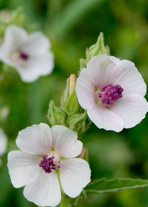 Marshmallow (Althaea officinalis) – Lovehopegrow