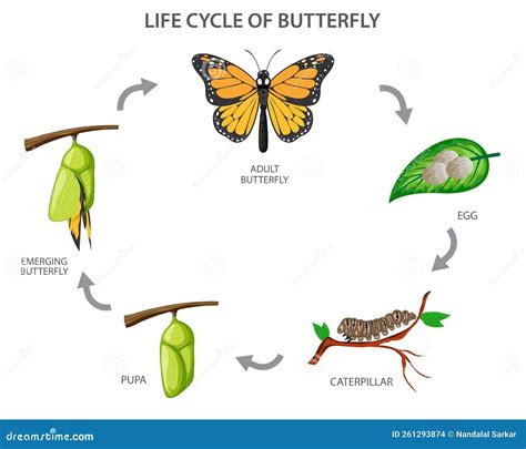 Life Cycle Of A Butterfly Diagram