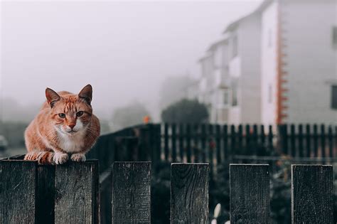 How To Introduce A Stray Cat To Your Dog