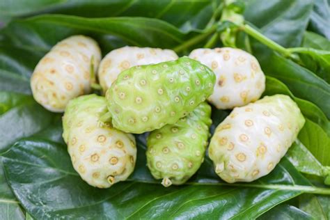 Noni Fruit Herbal Medicines Fresh Noni From Tree Other Names Great