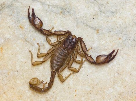 Man Sues Vegas Hotel Claiming Scorpion Sting Ruined Sex Life Toronto Sun