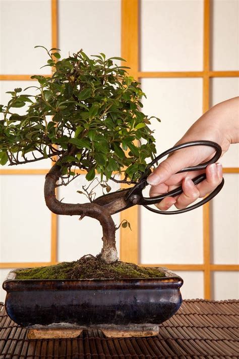 Pruning a bonsai tree stock image. Image of beauty, plant - 8986919