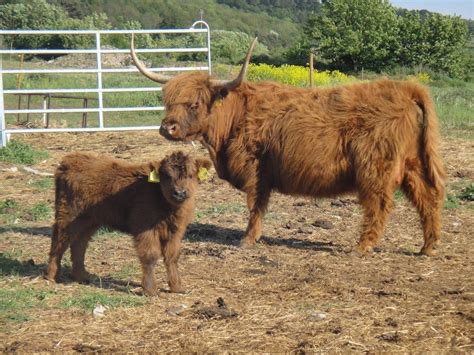 Miniature Highland Miniature Highland Cattle For Sale