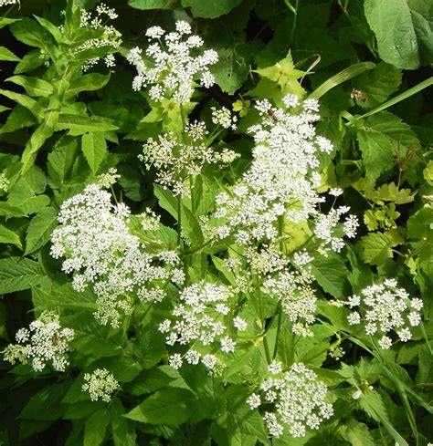 Трава сныть (145 фото) - фото - картинки и рисунки: скачать бесплатно