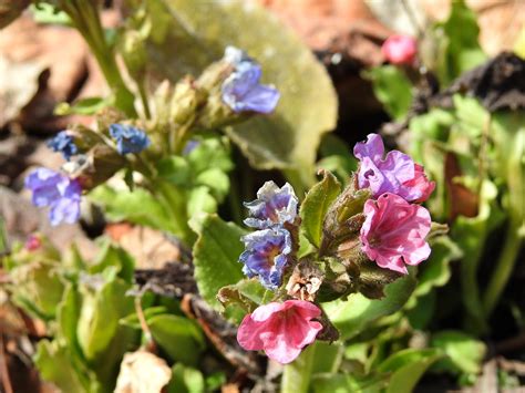 Фиалка ле медуница - 67 фото