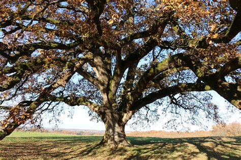 Arbre Sacré Chêne Tombeboeuf 47380 Lieux Denergies