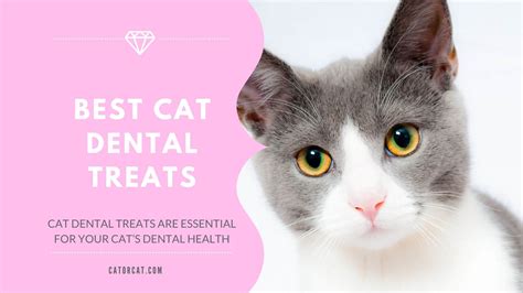 6 Best Dental Treats for Cats in 2024 | Benefits & Why Buy Them ...