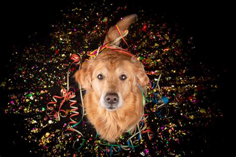 Hundefälle Blog Silvester mit Hund stressfrei verbringen