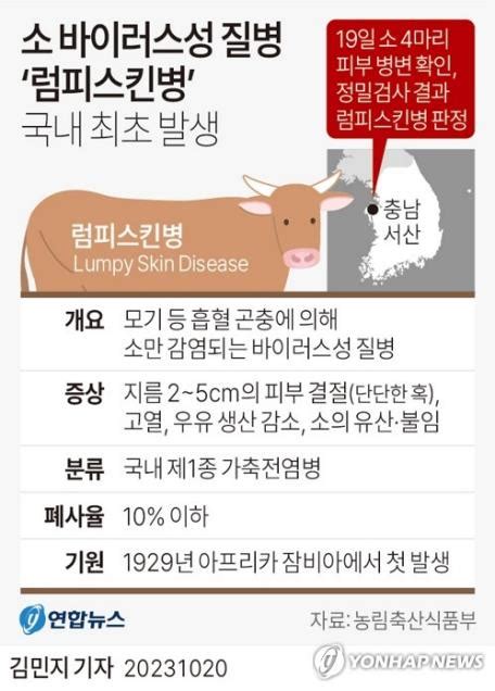 평택 젖소 농장서도 럼피스킨병 확진국내 두 번째 발생종합 연합뉴스