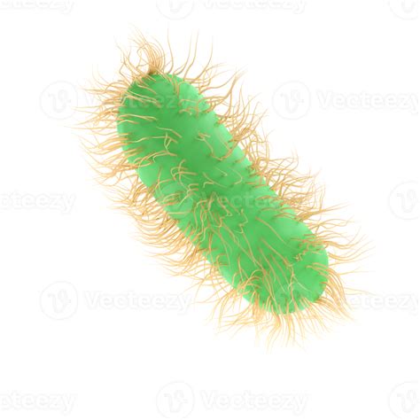 hacer ilustracion escherichia coli de patogeno bacteria bacterias