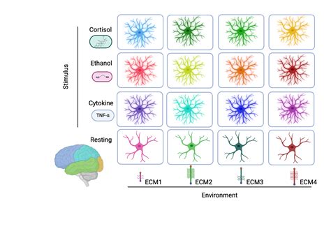 Astrocyte Activation Dependence On Matrix Proteins Biorender Science