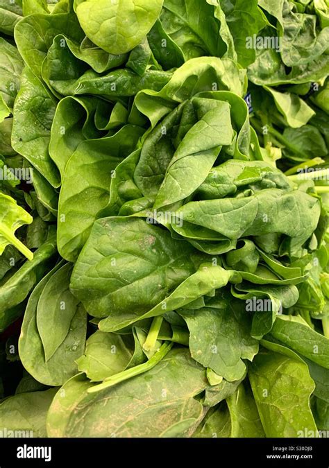 Spinach Spinacia Oleracea Hi Res Stock Photography And Images Alamy