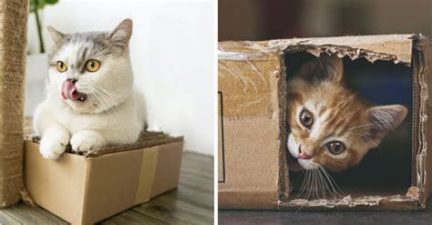 Por Qu Los Gatos Aman Las Cajas De Cart N