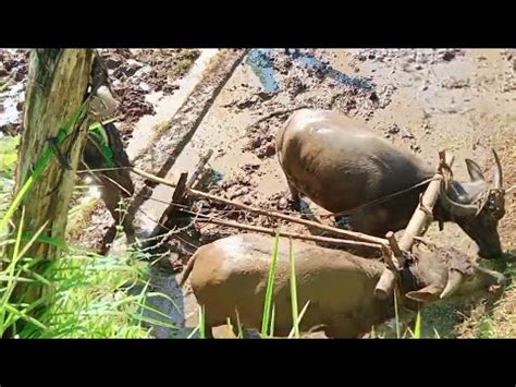 Vitamin Kerbau Sebelum Membajak Sawah Yaitu Dengan Makan Rumput