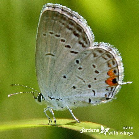 Eastern Tailed Blue Butterflies, Caterpillars, Chrysalis Photos