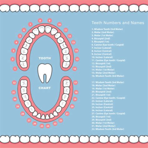 Tooth Number Chart For Adults And Children Grosse Pointe Dentist