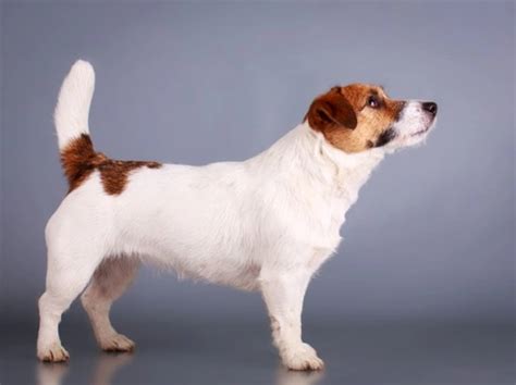 Jack Russell hereditary health and average longevity | Pets4Homes