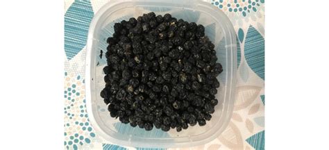 Ягода Амурского бархата от компании Энергия-Сибири на b2b маркетплейсе