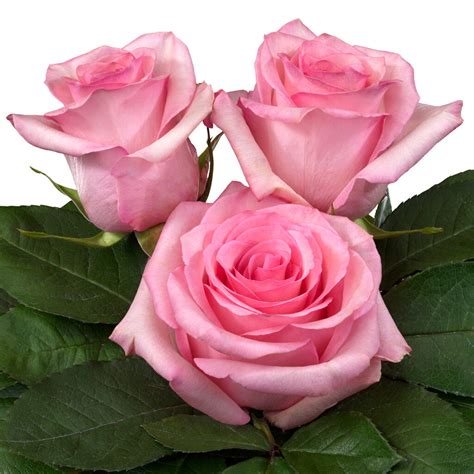 Jetset® Interplant Roses