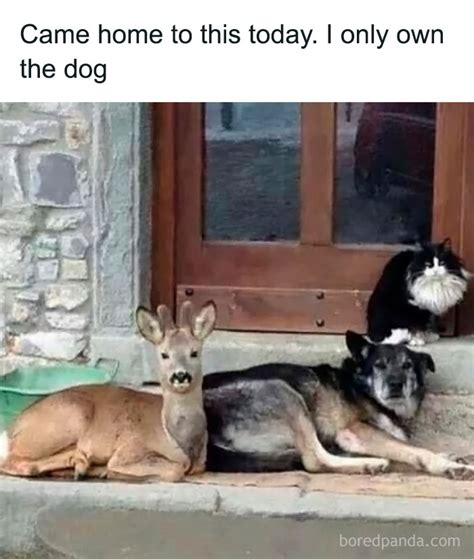 funny  wholesome animal memes    pure youll forget