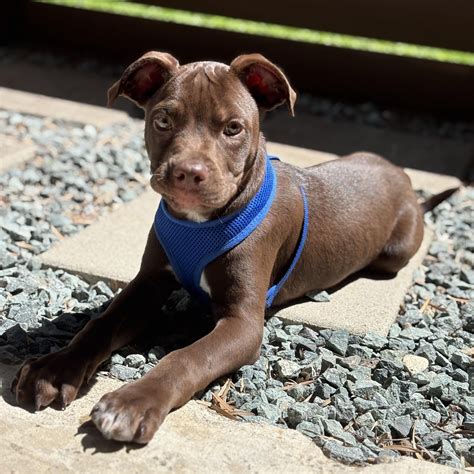 Adopt Dr Dillamond Today - Pets TheCountyOffice