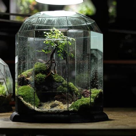 Terrarium World On Instagram Bonsai On A Cliff Terrariumworld