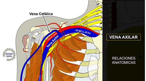 Descripci N De Diversos Temas De Anatom A Humana Imagenolog A Y