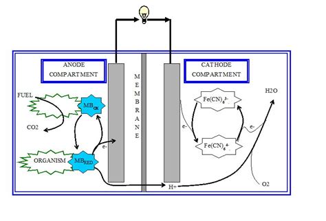 Biochemical And Electrochemical Perspectives Of The Anode Of A