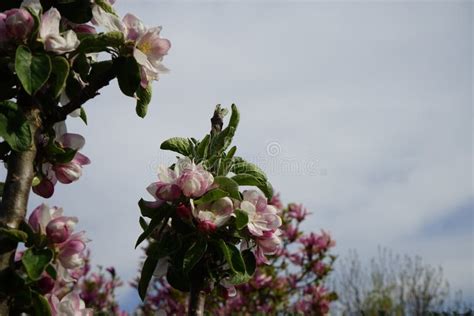 Blooming Columnar Apple Tree Malus Ballerina Waltz In Spring Berlin