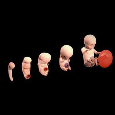 Human Embryonic Fetal Development Stages 3D Model By H3ydari96